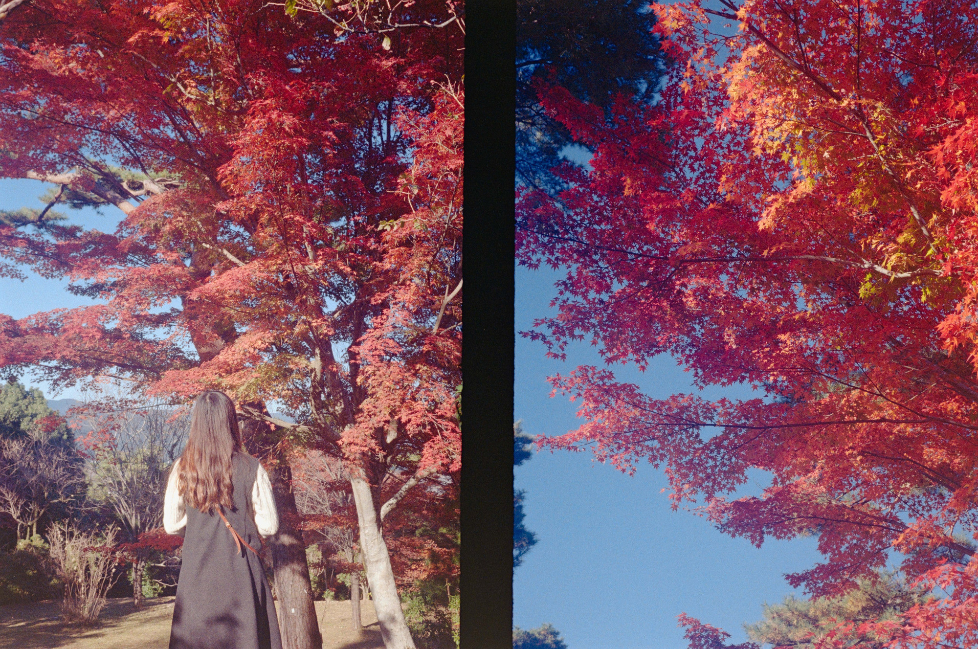紅葉と空