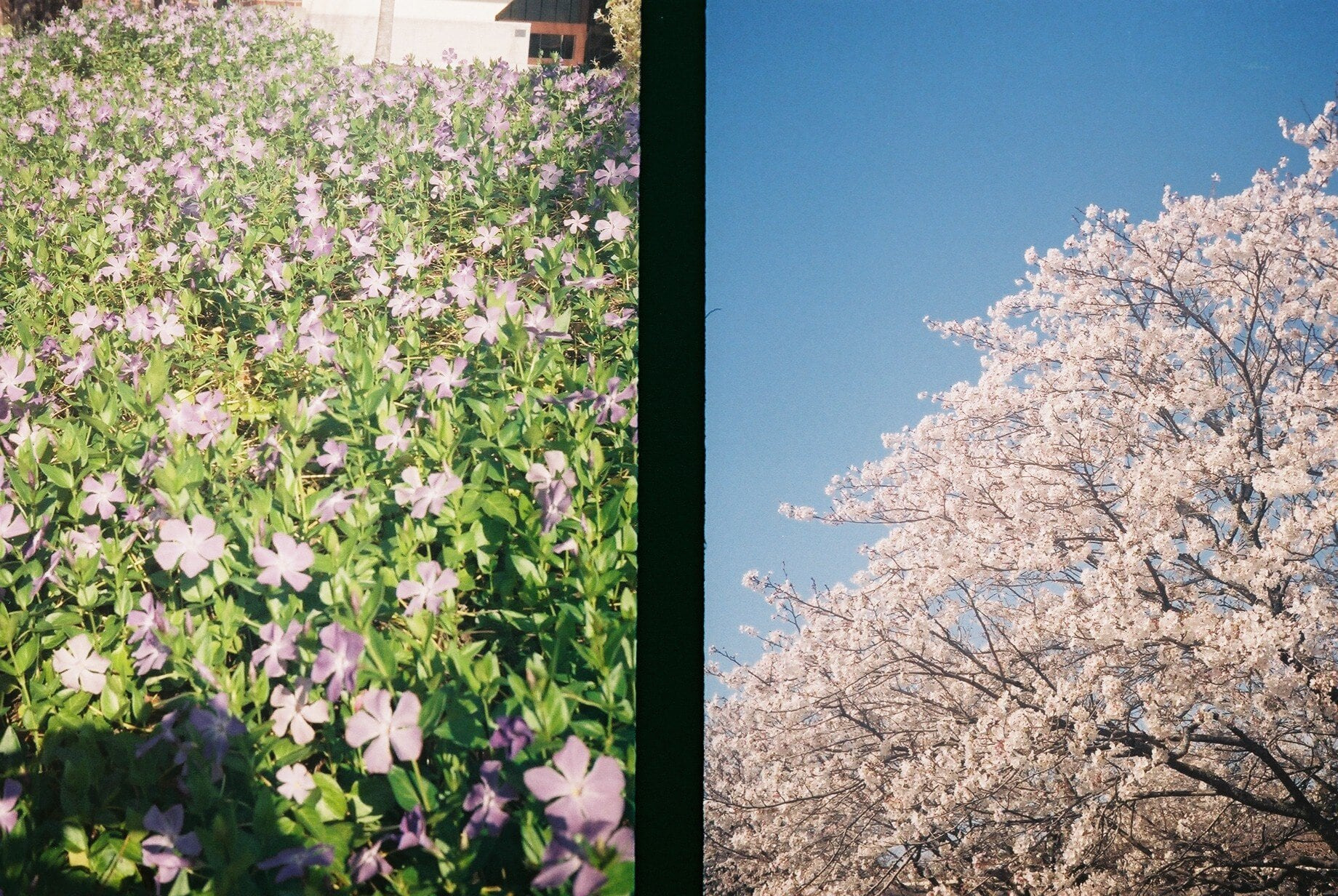 春の花